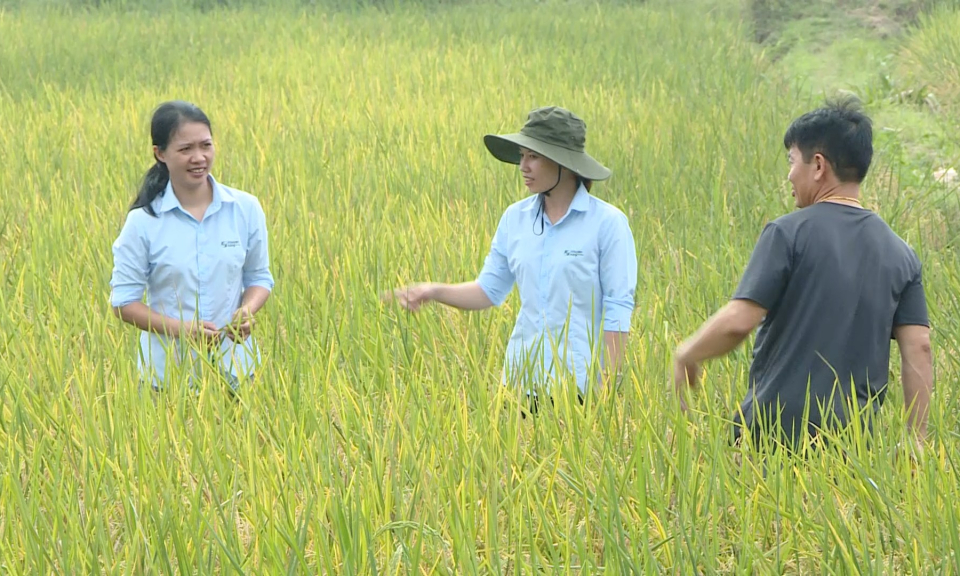 N&ocirc;ng th&ocirc;n mới Hải Ph&ograve;ng: Giải ph&oacute;ng mặt bằng x&acirc;y dựng n&ocirc;ng th&ocirc;n mới kiểu mẫu   