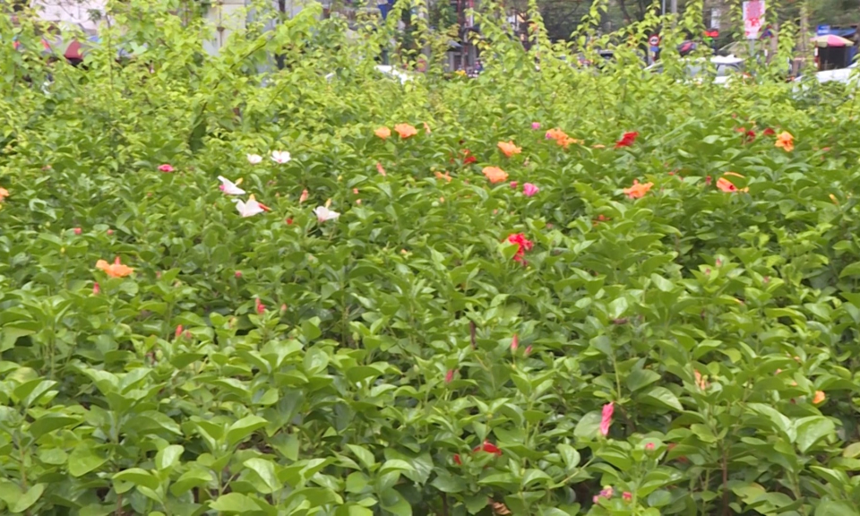 Ph&aacute;p luật v&agrave; cuộc sống: Ph&aacute;t triển c&acirc;y xanh đ&ocirc; thị: Nh&igrave;n từ c&ocirc;ng t&aacute;c quản l&yacute;, gi&aacute;m s&aacute;t       