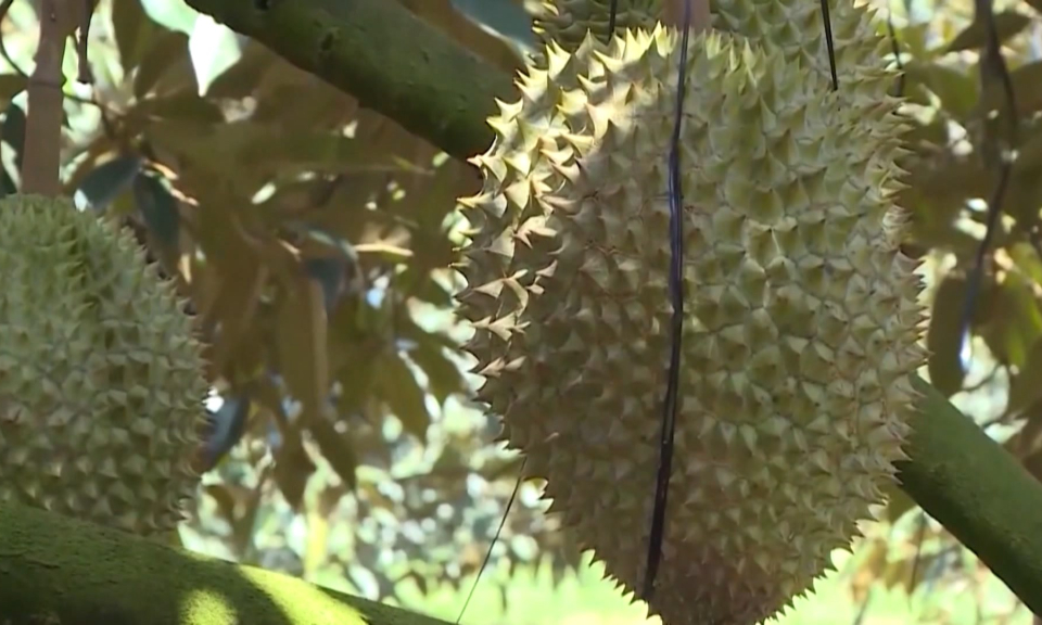 Việt Nam c&oacute; thể thu về 1 tỷ USD từ xuất khẩu sầu ri&ecirc;ng