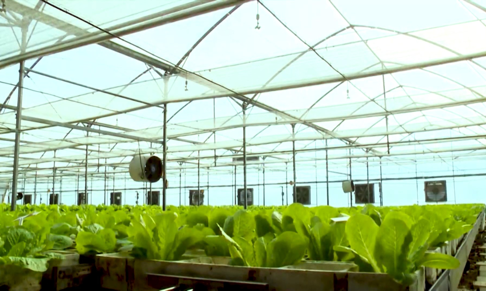 Khoa học, c&ocirc;ng nghệ v&agrave; đời sống: Ứng dụng c&ocirc;ng nghệ cao phục vụ ph&aacute;t triển sản xuất n&ocirc;ng nghiệp       