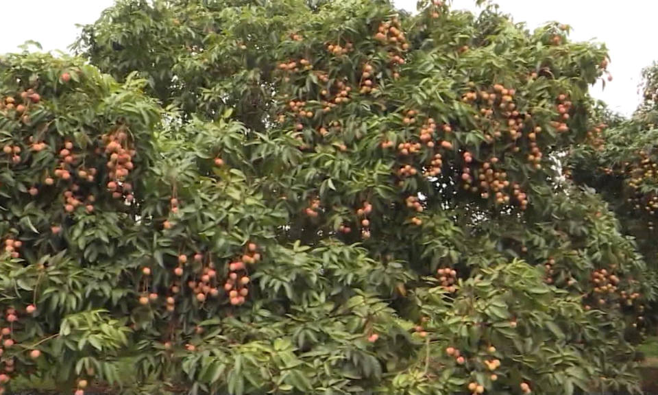 Nhiều tr&aacute;i c&acirc;y Việt được người ti&ecirc;u d&ugrave;ng Anh ưa chuộng