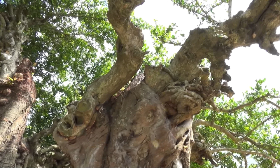 Trao bằng c&ocirc;ng nhận c&acirc;y Di sản Việt Nam đối với C&acirc;y duối đ&ocirc;i cổ thụ