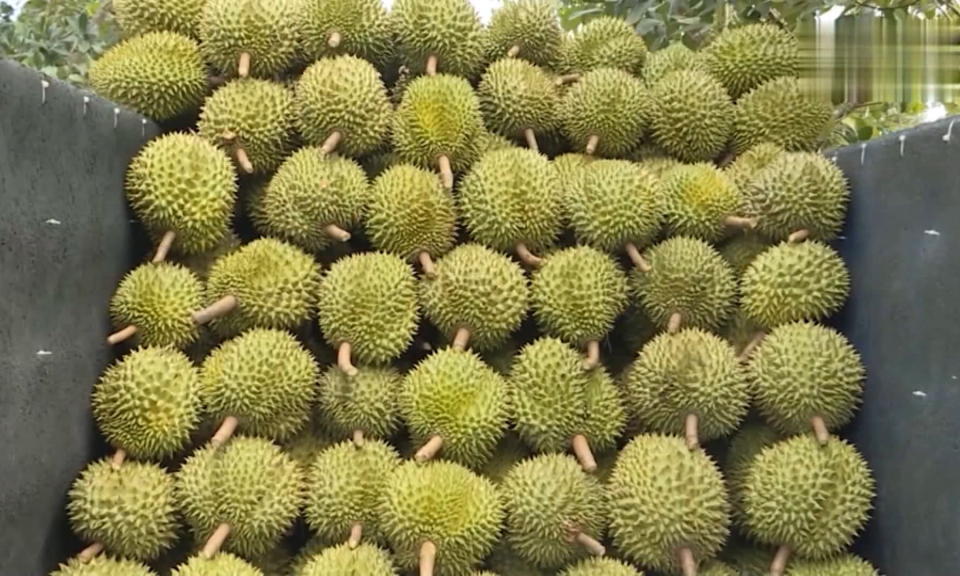 Xuất khẩu rau quả Việt Nam hướng tới mức 5 tỷ USD trong cả năm 2023