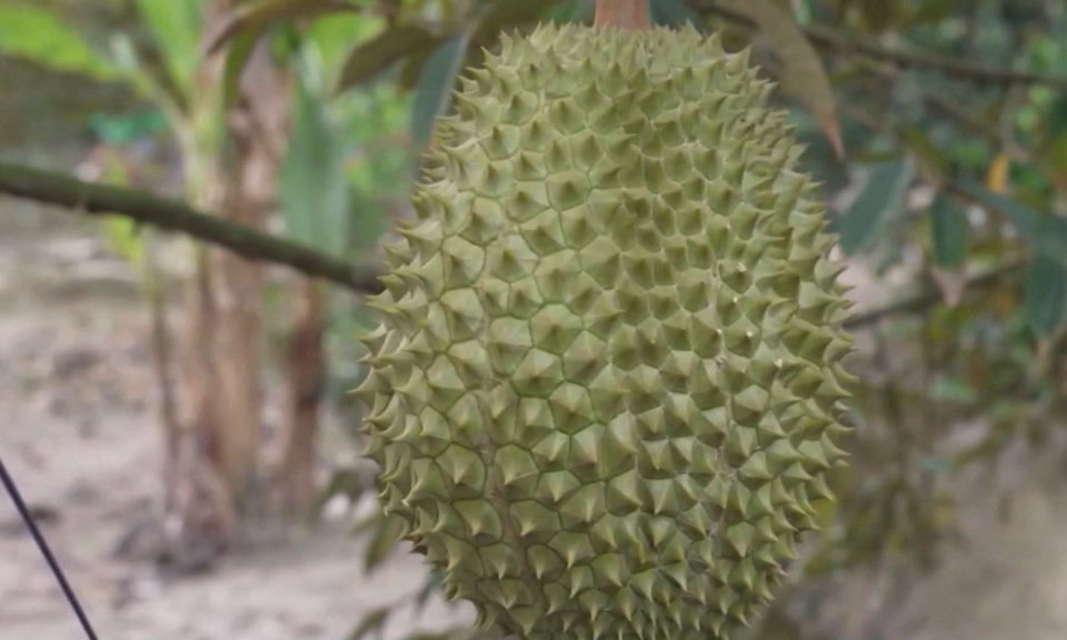 Xuất khẩu sầu ri&ecirc;ng hướng tới vượt mốc 1 tỷ USD trong năm 2023