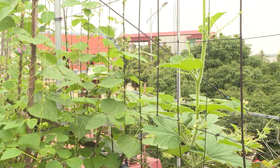 Hải Ph&ograve;ng: M&ocirc; h&igrave;nh ủ r&aacute;c thải hữu cơ th&agrave;nh ph&acirc;n b&oacute;n mang lại hiệu quả đ&aacute;ng kể