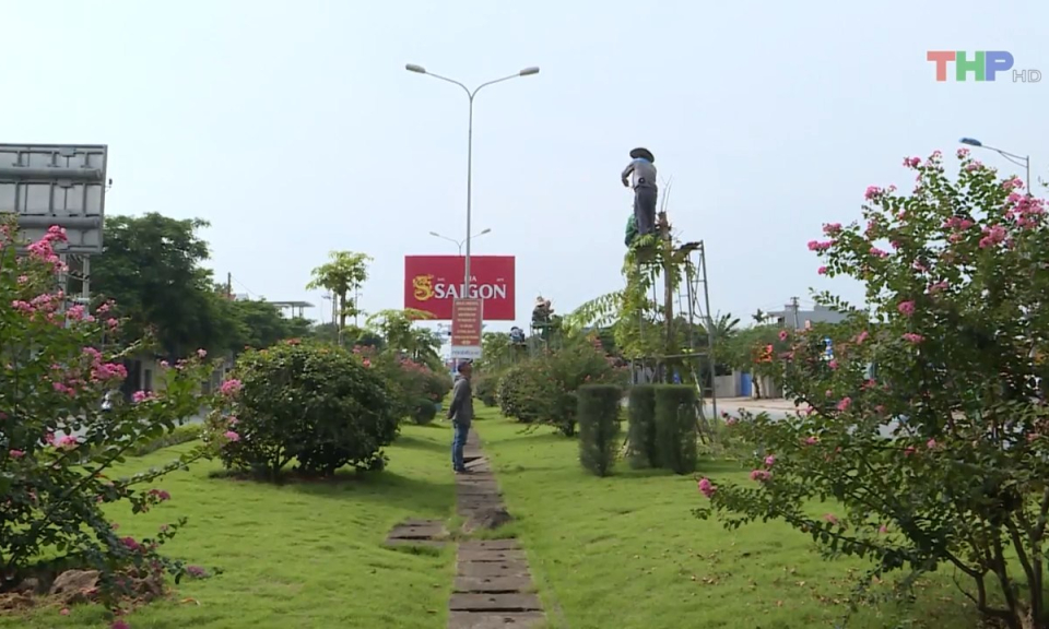 Nhiều c&acirc;y săng lẻ tr&ecirc;n đường Phạm Văn Đồng bị chết