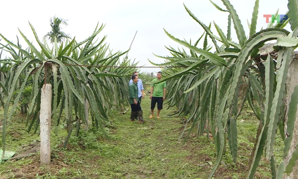 N&ocirc;ng th&ocirc;n mới Hải Ph&ograve;ng: L&agrave;m gi&agrave;u từ m&ocirc; h&igrave;nh trồng c&acirc;y ăn quả tr&ecirc;n đất n&ocirc;ng nghiệp chuyển đổi      