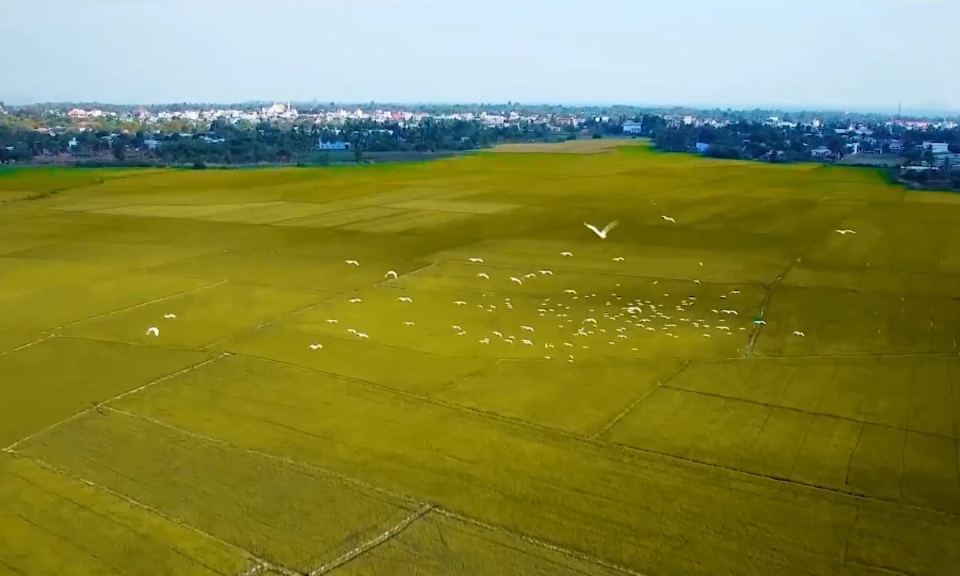 Măng non đất Cảng: Việt Nam trong t&ocirc;i  