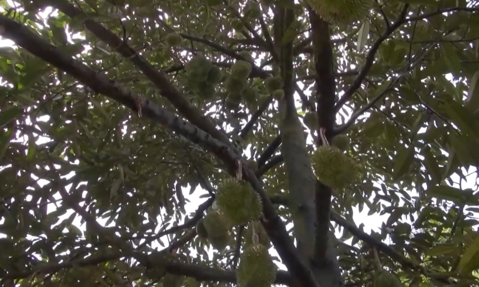 Trung Quốc cảnh b&aacute;o tr&aacute;i c&acirc;y Việt Nam vi phạm kiểm dịch thực vật