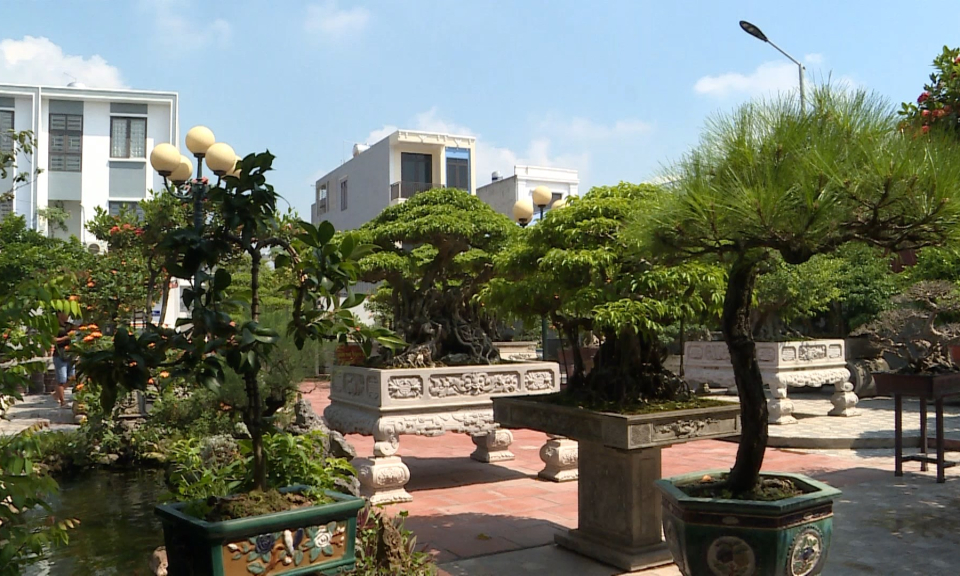 Điểm nhấn 365: Th&uacute; chơi c&acirc;y cảnh của người d&acirc;n Hải Ph&ograve;ng        