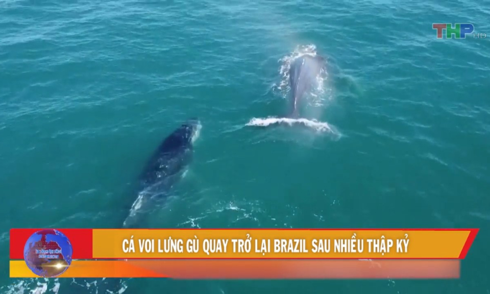 Bản tin thời sự quốc tế (30/7/2023)