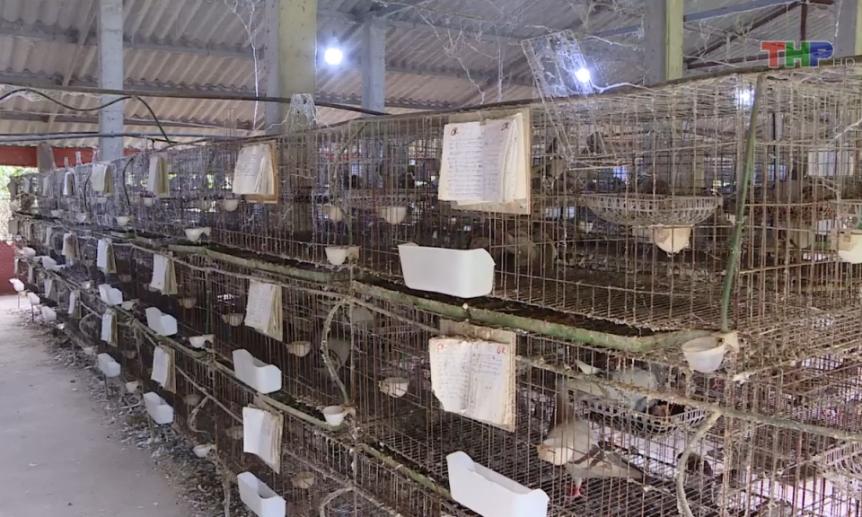 N&ocirc;ng th&ocirc;n mới Hải Ph&ograve;ng: X&acirc;y dựng m&ocirc; h&igrave;nh trang trại, gia trại n&acirc;ng cao thu nhập cho người d&acirc;n  