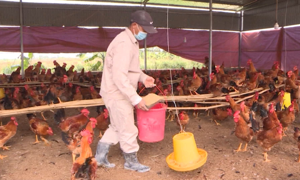 Hải Ph&ograve;ng hỗ trợ n&ocirc;ng d&acirc;n trong chăn nu&ocirc;i