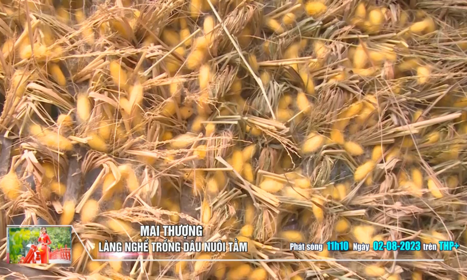 Giới thiệu những chương tr&igrave;nh đặc sắc tr&ecirc;n k&ecirc;nh THP +