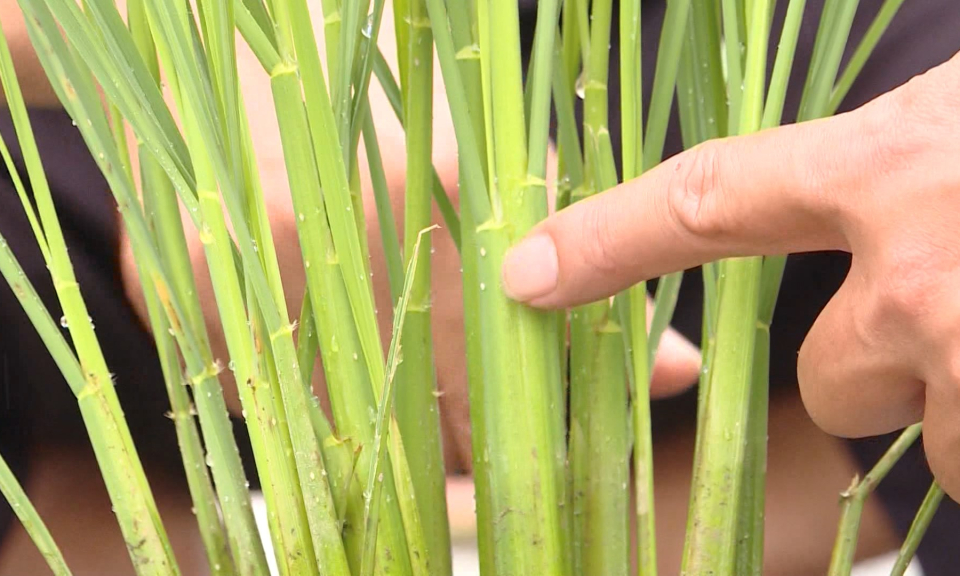 Tập trung ph&ograve;ng trừ s&acirc;u bệnh hại l&uacute;a vụ m&ugrave;a