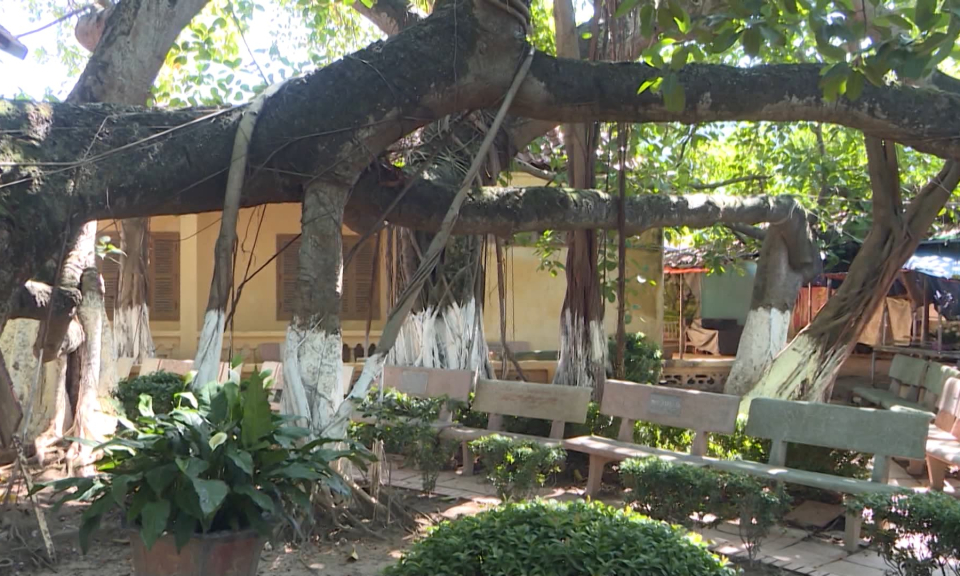 C&acirc;y đa cổ thụ 13 gốc &ndash; điểm du lịch t&acirc;m linh nổi tiếng của th&agrave;nh phố Hải Ph&ograve;ng