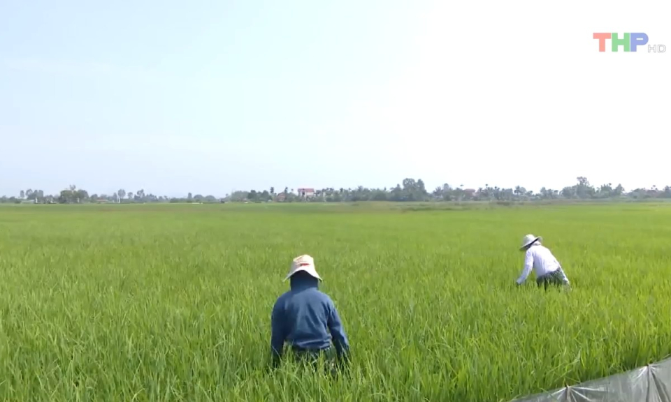 Bản tin Hải Ph&ograve;ng kết nối (11/8/2023)