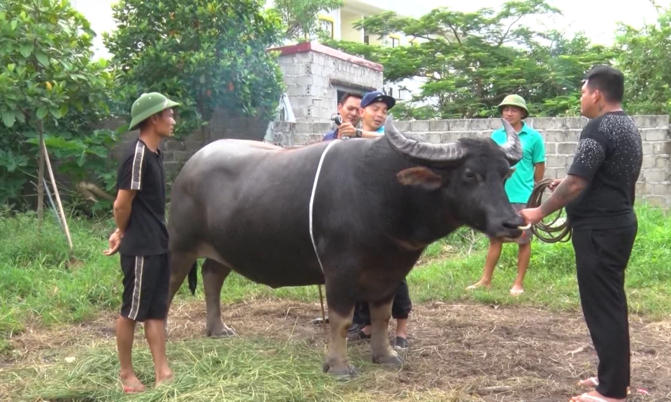 Khởi động m&ugrave;a lễ hội chọi tr&acirc;u Đồ Sơn 2023