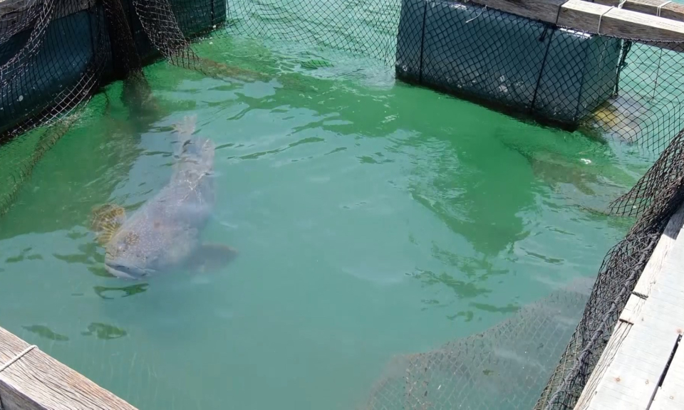 Khoa học c&ocirc;ng nghệ v&agrave; đời sống: Ứng dụng khoa học c&ocirc;ng nghệ ph&aacute;t triển kinh tế biển ở Hải Ph&ograve;ng  