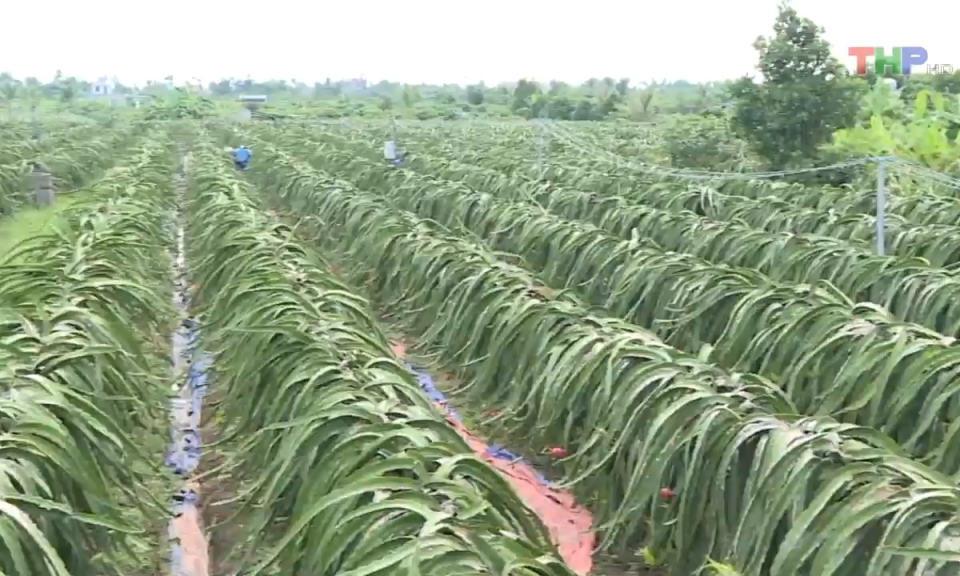 Bản tin Hải Ph&ograve;ng kết nối (20/8/2023)