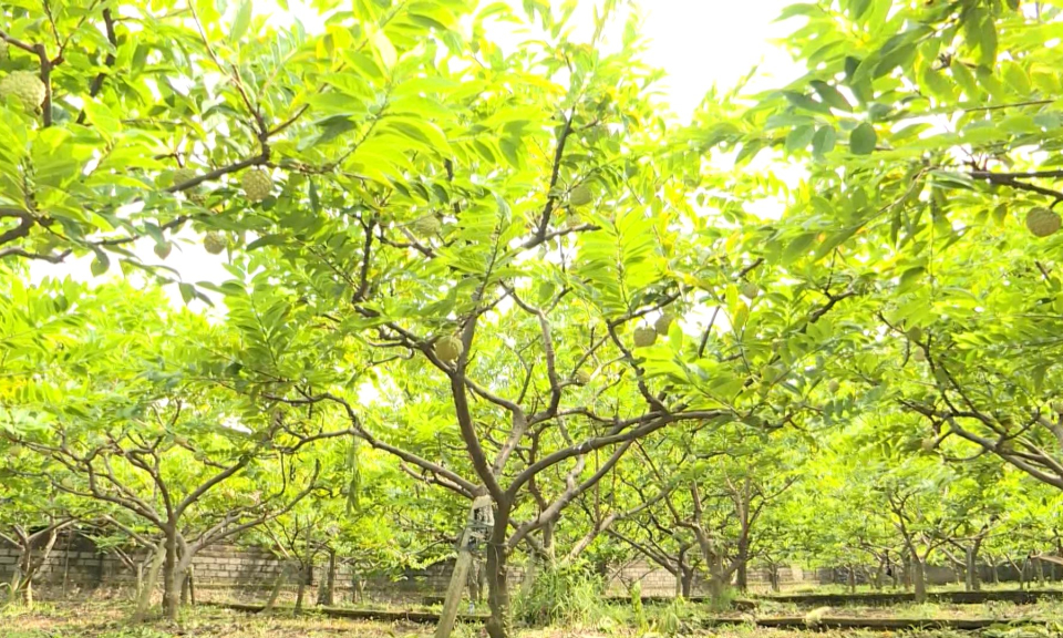 Huyện Thủy Nguy&ecirc;n thực hiện chương tr&igrave;nh OCOP năm 2023