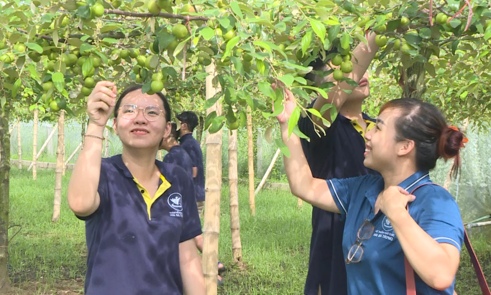 	 Măng non đất Cảng: H&aacute;i t&aacute;o B&agrave;ng La  