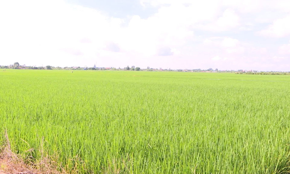 Hải Ph&ograve;ng tập trung ph&ograve;ng trừ s&acirc;u bệnh cho l&uacute;a vụ m&ugrave;a