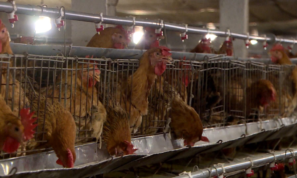 Hải Ph&ograve;ng: Quy định mật độ chăn nu&ocirc;i đến năm 2030