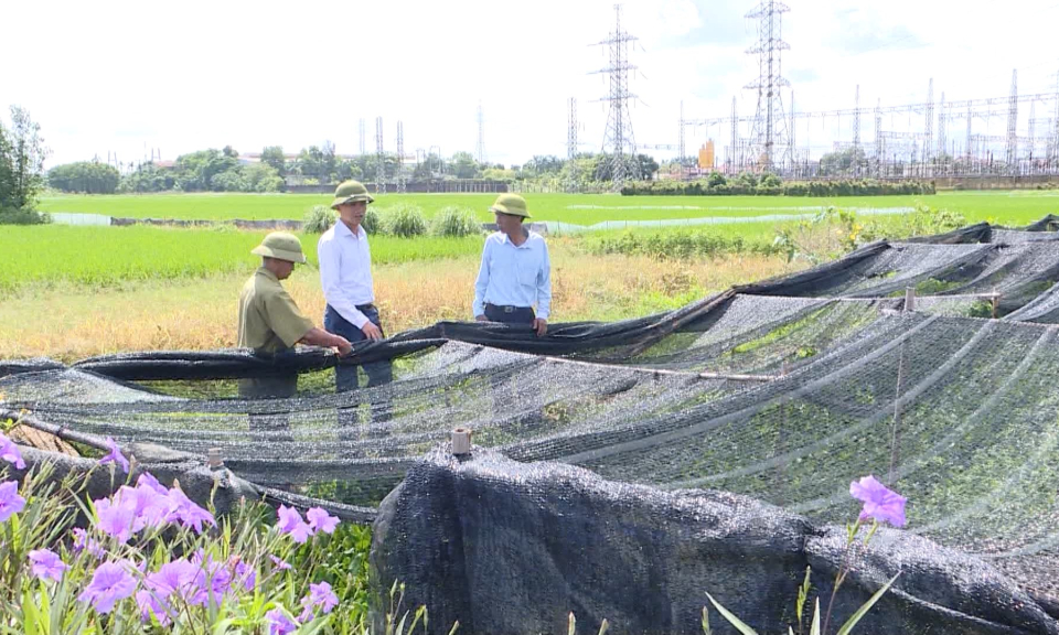 Huyện An Dương t&aacute;i cơ cấu n&ocirc;ng nghiệp