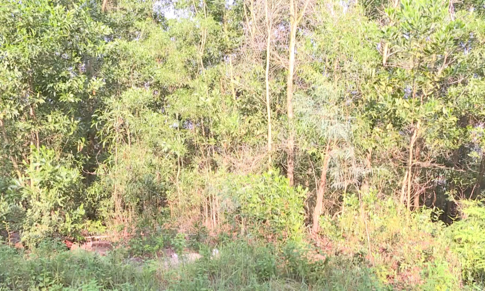 Hộp thư truyền hình: Có hay không việc lấn chiếm đất rừng của gia đình bà Vũ Thị Mậu               