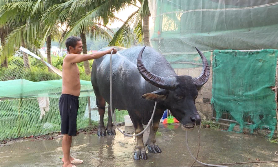 Chuẩn bị m&ugrave;a lễ hội chọi tr&acirc;u 2023