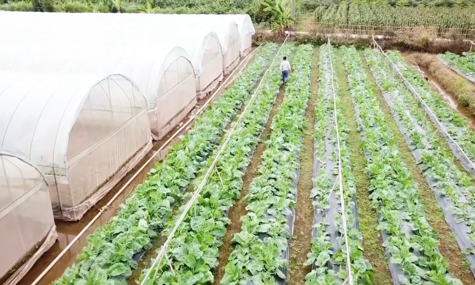 N&ocirc;ng th&ocirc;n mới Hải Ph&ograve;ng: X&acirc;y dựng nền n&ocirc;ng nghiệp hiện đại &ndash; Th&aacute;ch thức v&agrave; cơ hội      