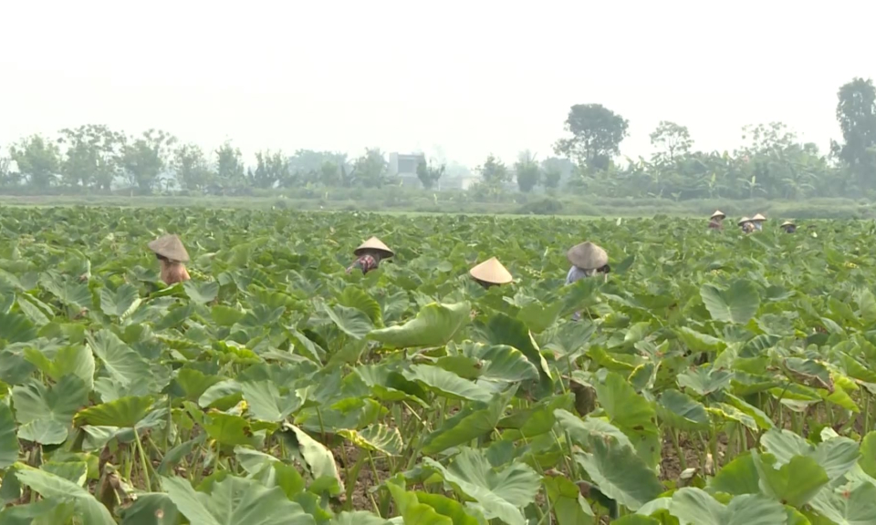 Đại biểu nh&acirc;n d&acirc;n với cử tri: Luật Hợp t&aacute;c x&atilde; sửa đổi v&agrave; những vấn đề cử tri quan t&acirc;m