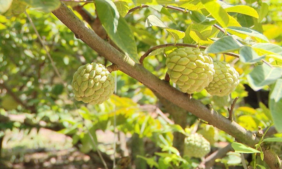 Huyện Thủy Nguy&ecirc;n tập trung x&acirc;y dựng thương hiệu sản phẩm n&ocirc;ng nghiệp