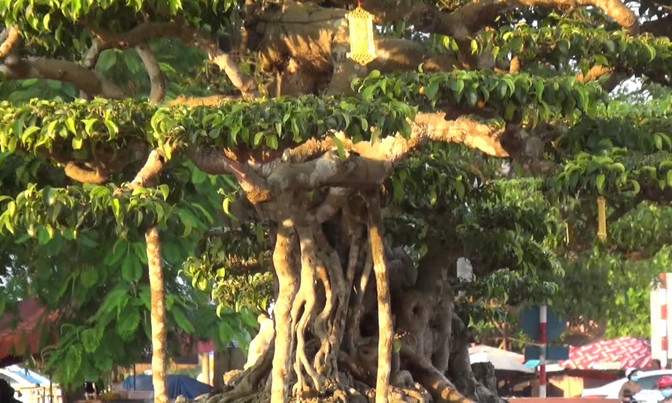 Triển l&atilde;m sinh vật cảnh tại huyện An Dương