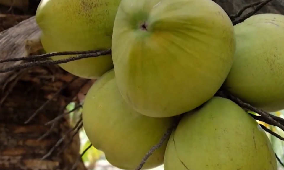 Xuất khẩu dừa hướng tới mốc 1 tỷ USD