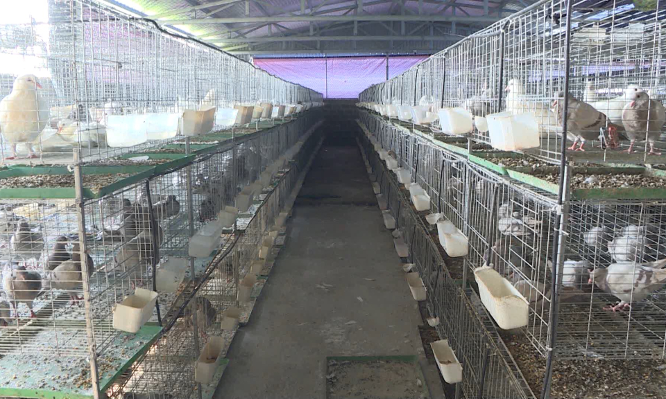 Tăng thu nhập nhờ quỹ hỗ trợ n&ocirc;ng d&acirc;n