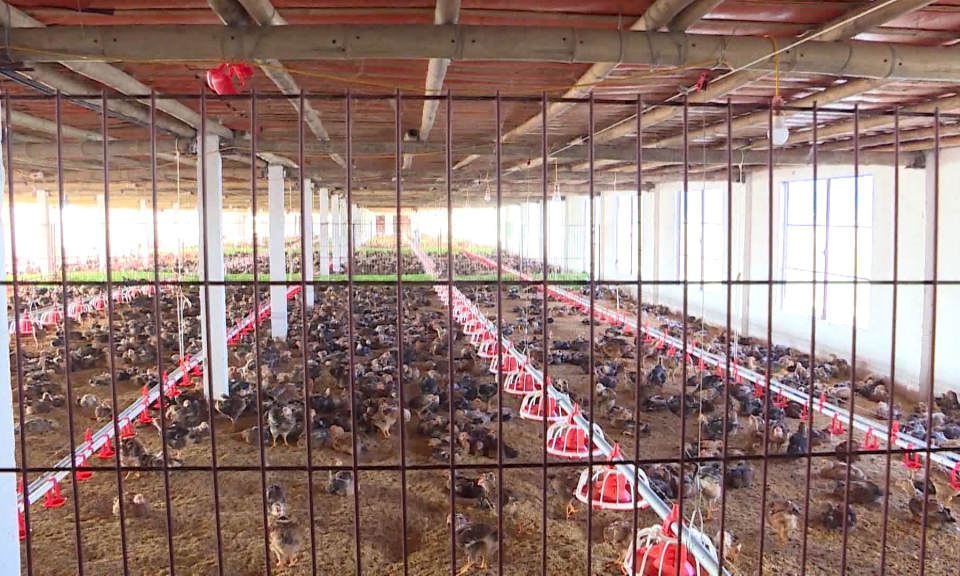 Đẩy mạnh chuyển đổi số trong ng&agrave;nh chăn nu&ocirc;i ở Hải Ph&ograve;ng