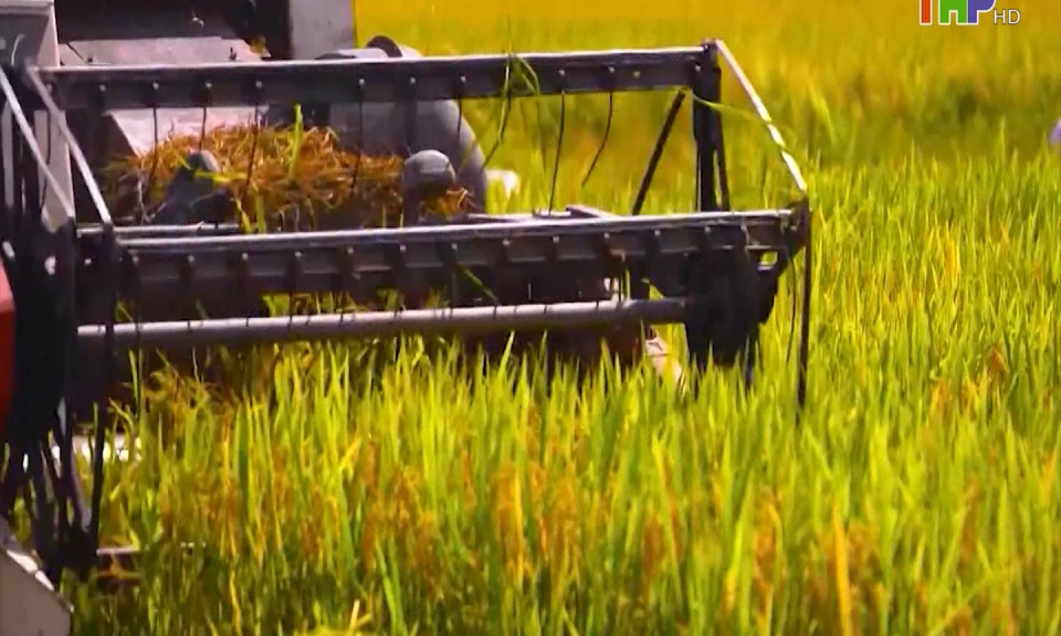 Xuất khẩu gạo Việt Nam thiết lập kỷ lục mới