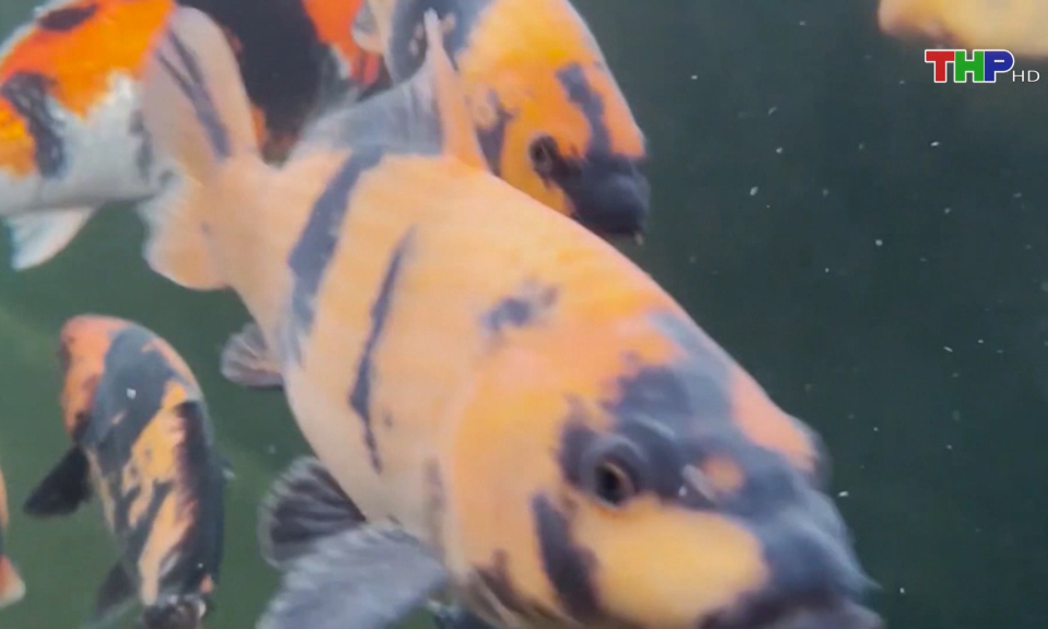 Khởi nghiệp từ m&ocirc; h&igrave;nh nu&ocirc;i c&aacute; Koi