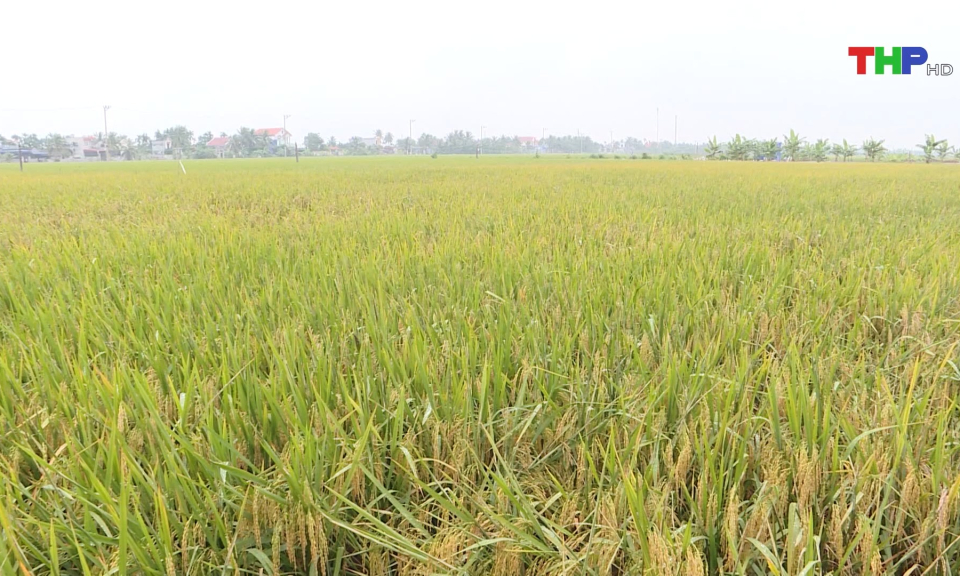 Thử nghiệm giống l&uacute;a sinh trưởng trong m&ocirc;i trường ngập mặn