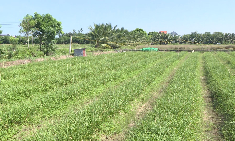 N&ocirc;ng th&ocirc;n mới Hải Ph&ograve;ng: Ph&aacute;t triển c&aacute;c m&ocirc; h&igrave;nh sản xuất hiệu quả trong n&ocirc;ng nghiệp