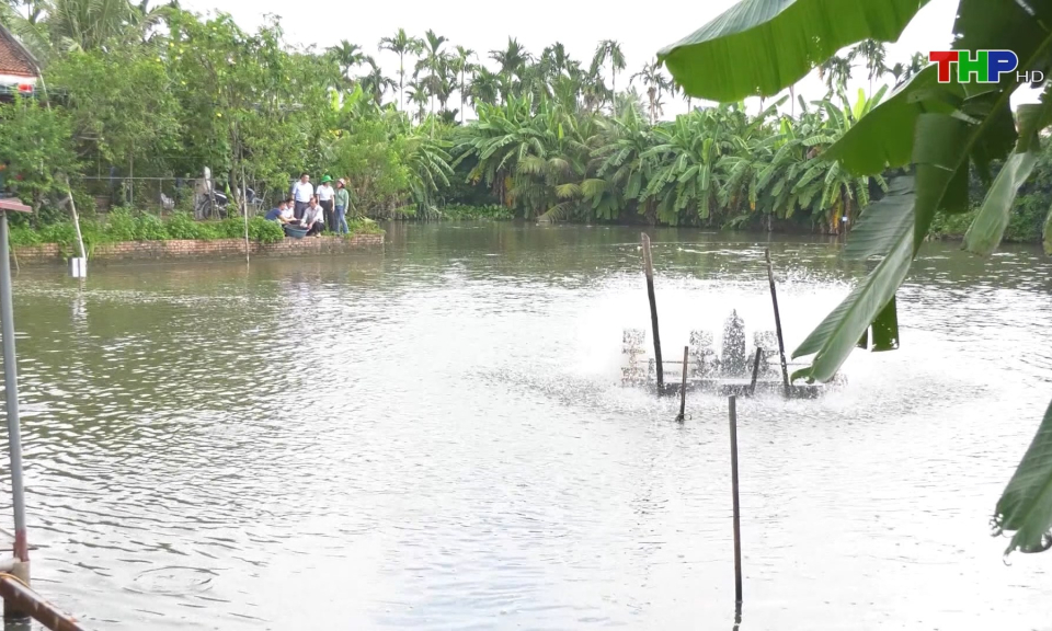 Hiệu quả m&ocirc; h&igrave;nh nu&ocirc;i c&aacute; r&ocirc; đồng đầu vu&ocirc;ng