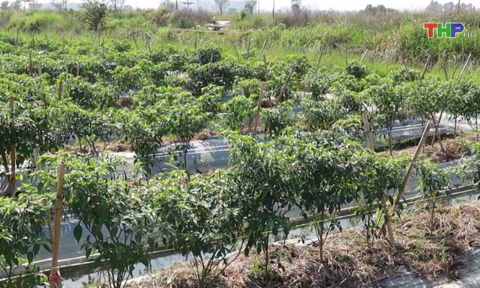 Chuyển dịch cơ cấu kinh tế n&ocirc;ng nghiệp