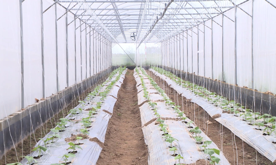 N&ocirc;ng th&ocirc;n mới Hải Ph&ograve;ng: Hiệu quả c&aacute;c m&ocirc; h&igrave;nh kinh tế trong sản xuất n&ocirc;ng nghiệp