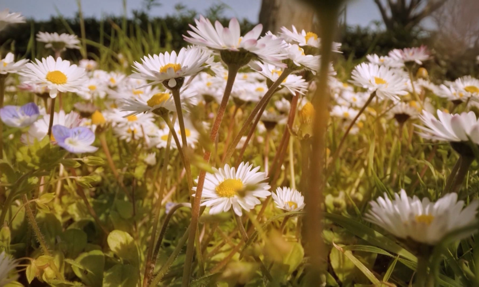 M&ugrave;a hoa c&uacute;c họa mi 