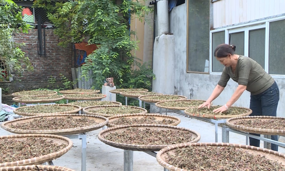 N&ocirc;ng th&ocirc;n mới Hải Ph&ograve;ng: Thực hiện ti&ecirc;u ch&iacute; tổ chức sản xuất trong x&acirc;y dựng n&ocirc;ng th&ocirc;n mới     