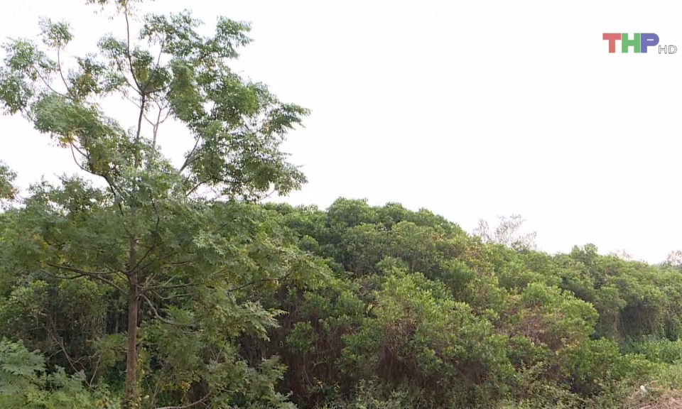 Trồng rừng ngập mặn để giảm nhẹ thi&ecirc;n tai