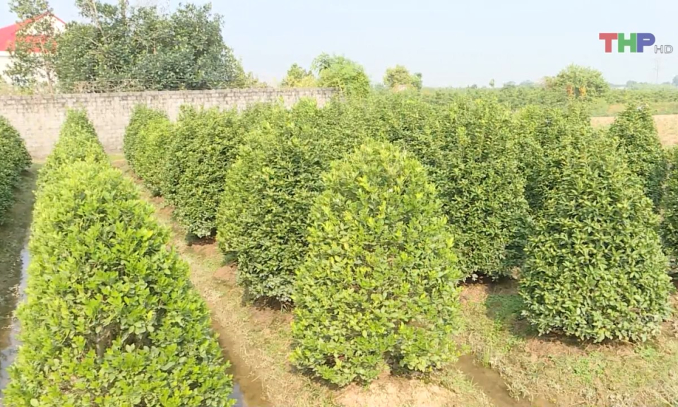 Chuẩn bị c&acirc;y cảnh phục vụ thị trường Tết