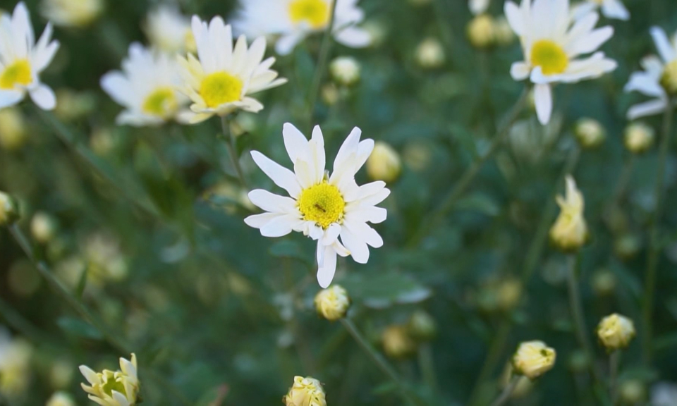 C&oacute; hẹn c&ugrave;ng m&ugrave;a c&uacute;c họa mi